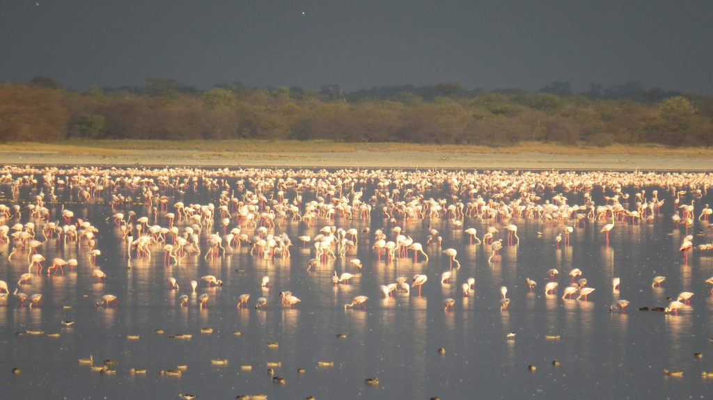 Flamingos 2019 Flamingos 2019
