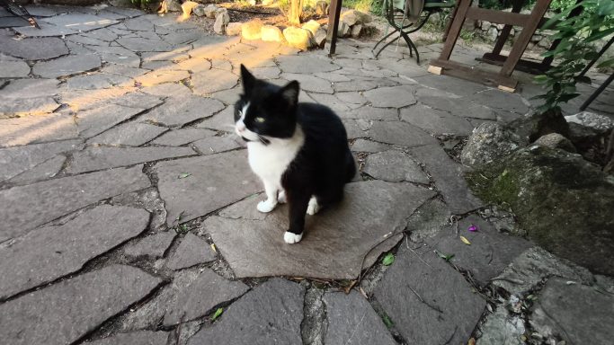 Katzenbesuch 